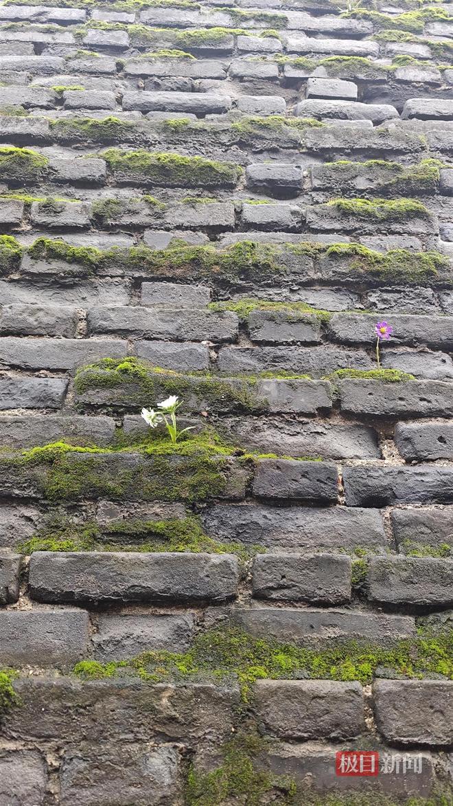 菇大雁塔受潮城墙布满青苔气象局解释成因开元棋牌西安连续一个多月降雨遍地长蘑(图4) 菇大雁塔受潮城墙布满青苔气象局解释成因开元棋牌西安连续一个多月降雨遍地长蘑(图4)