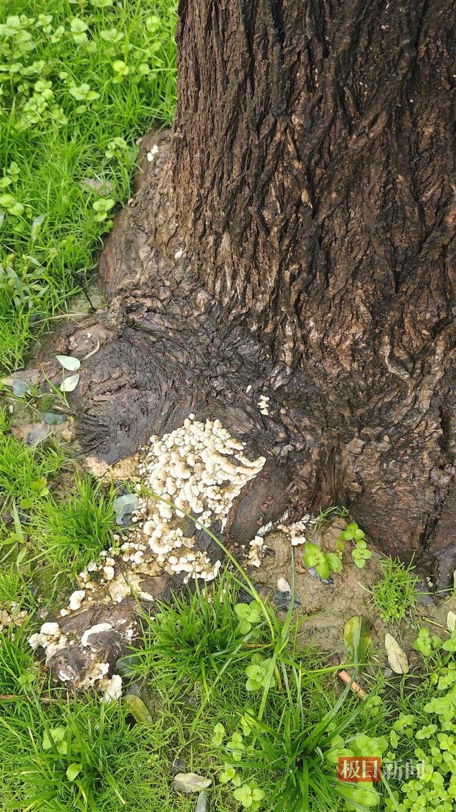 菇大雁塔受潮城墙布满青苔气象局解释成因开元棋牌西安连续一个多月降雨遍地长蘑(图3) 菇大雁塔受潮城墙布满青苔气象局解释成因开元棋牌西安连续一个多月降雨遍地长蘑(图3)